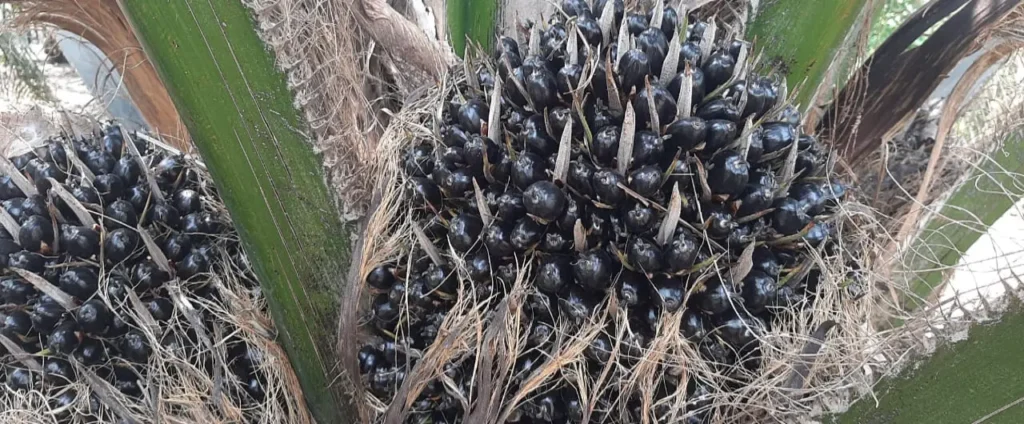 Oil Palm in Telangana