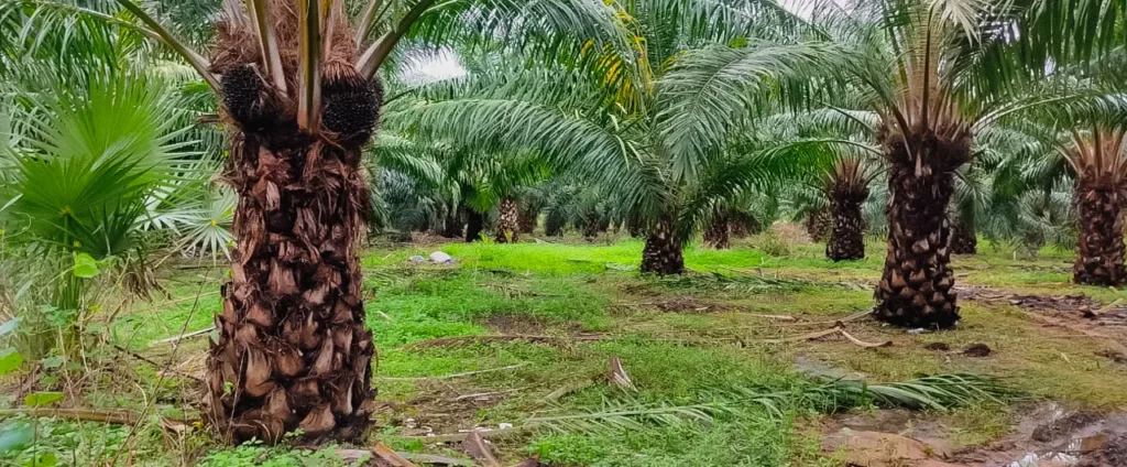Telangana Oil Palm